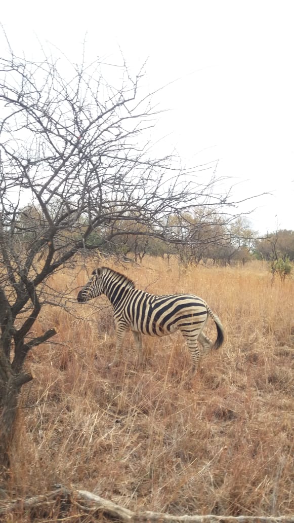 Wildlife on game drive